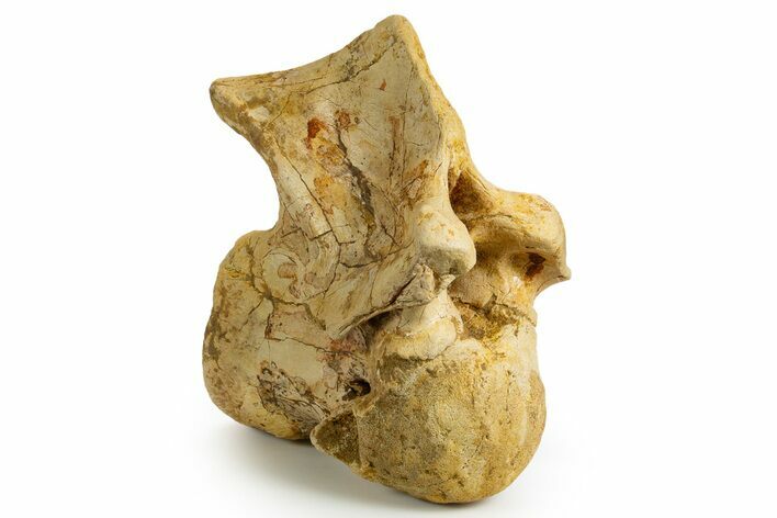 Fossil Spinosaurus Posterior Cervical Vertebra - Morocco #344921